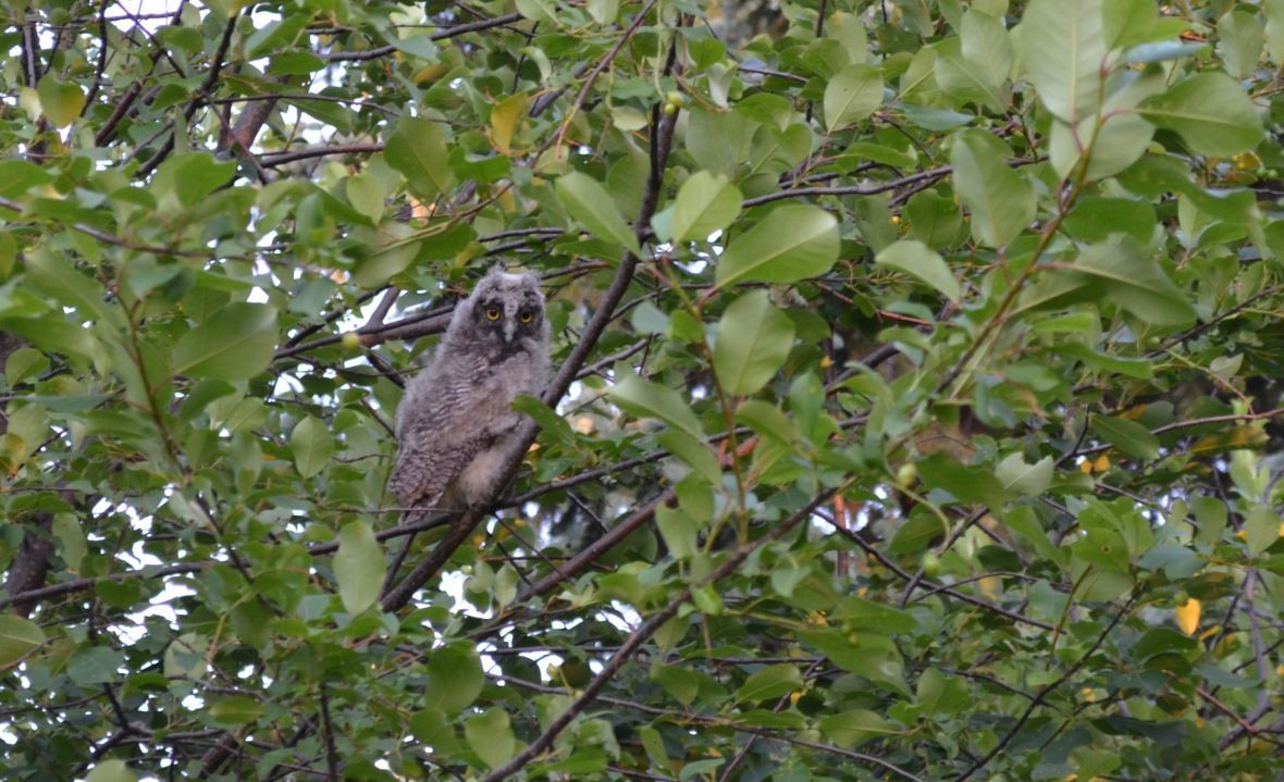 Long-eared Owl - ML147259711