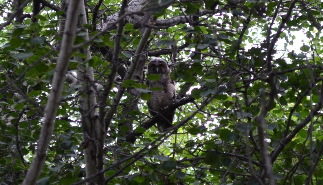 Long-eared Owl - ML147259761