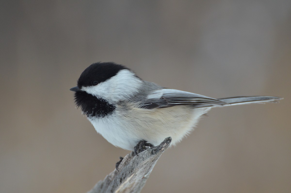 Black-capped Chickadee - Scott Olshanoski