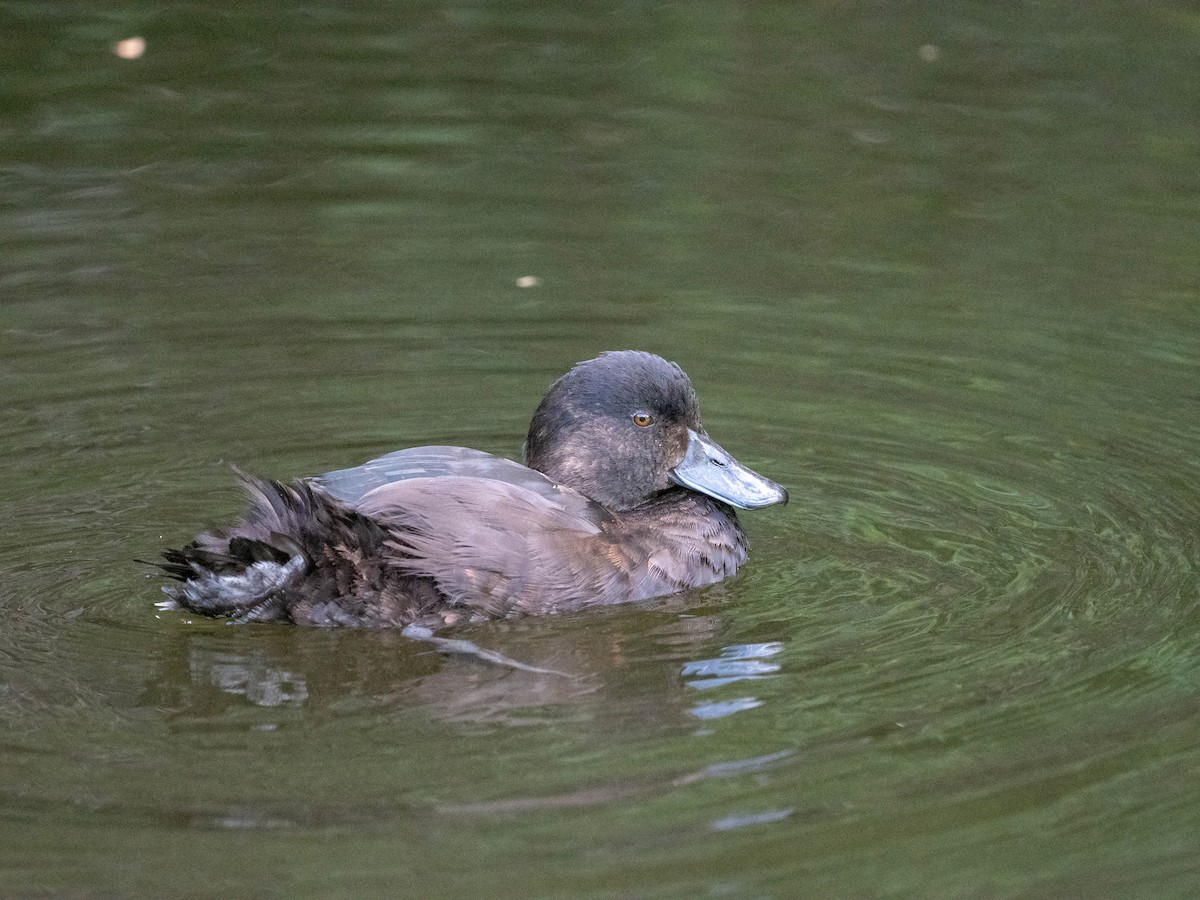 New Zealand Scaup - William Stephens