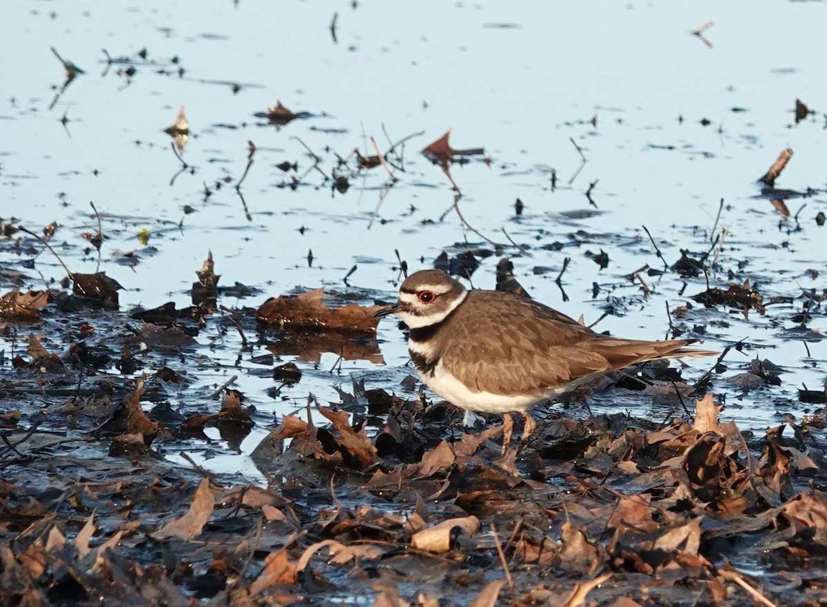 Killdeer - ML147260961