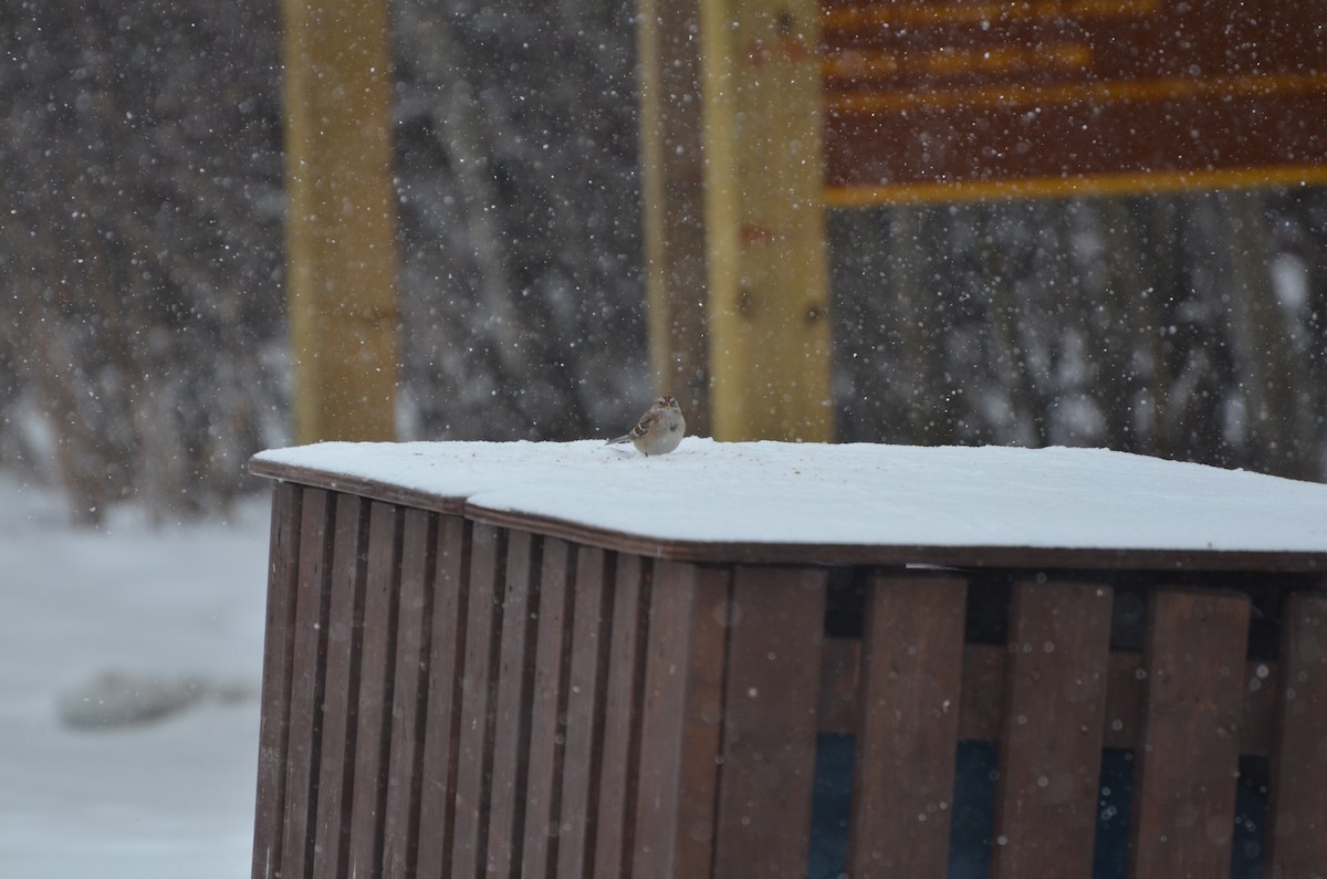 American Tree Sparrow - ML147261101