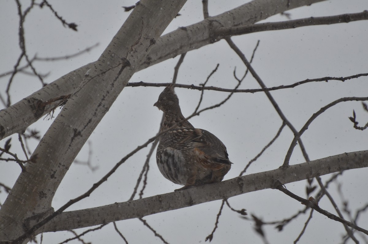 Ruffed Grouse - ML147261131