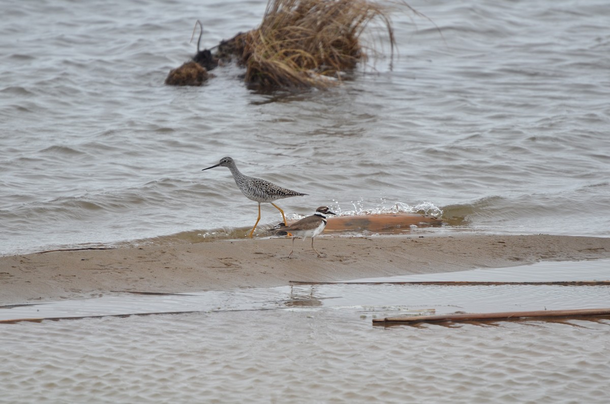 Greater Yellowlegs - ML147261371