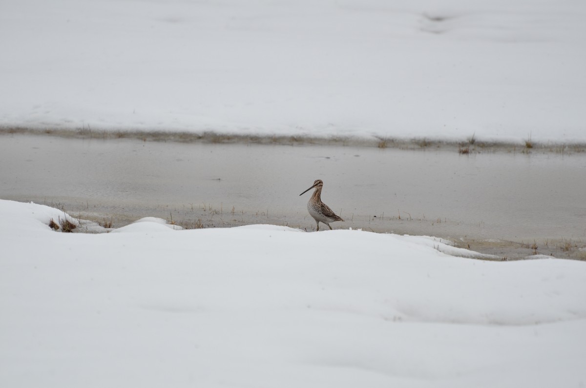 Wilson's Snipe - ML147261391