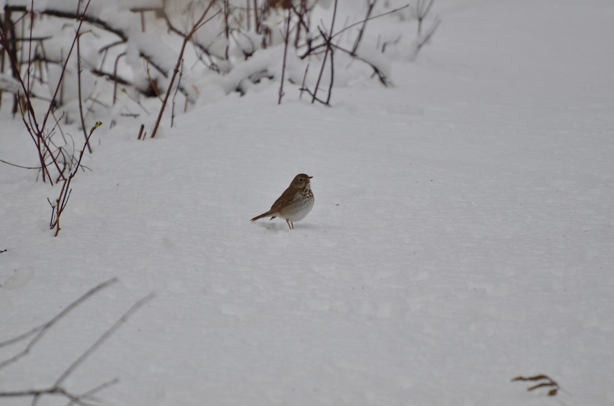 Hermit Thrush - ML147261461