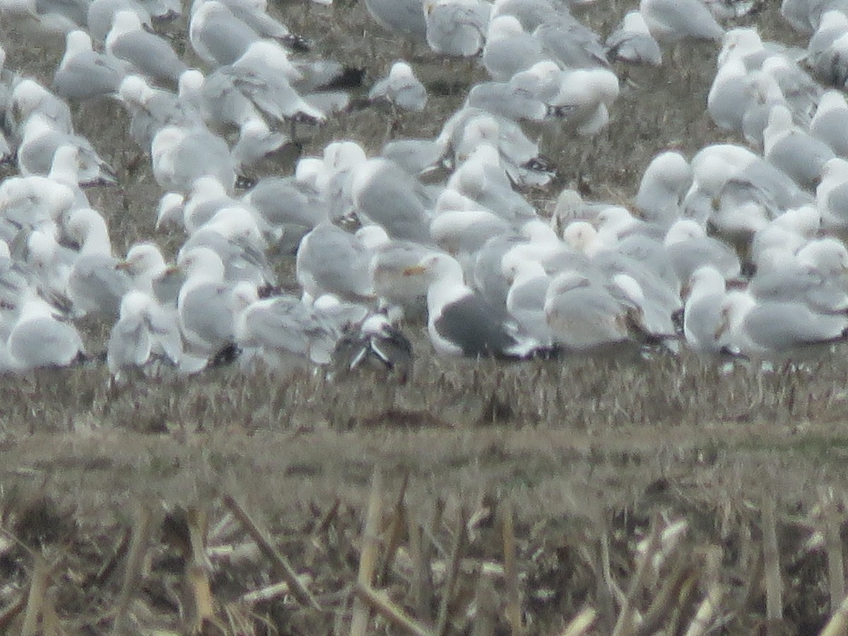 Lesser Black-backed Gull - Kathy Carroll