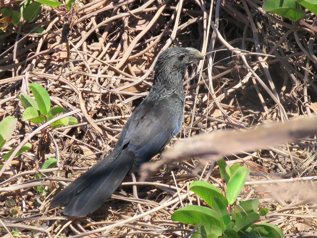 Groove-billed Ani - ML147262611