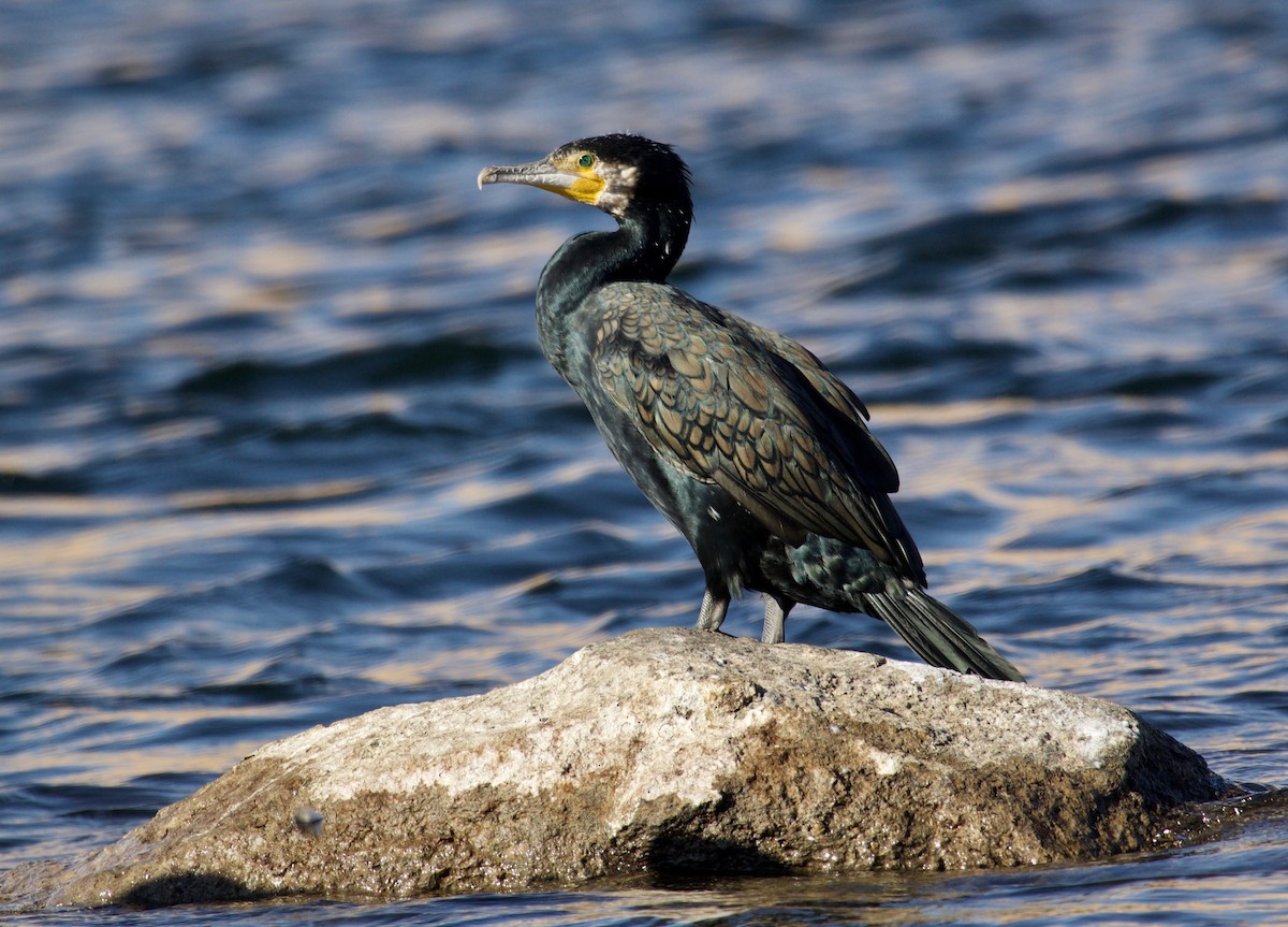 Great Cormorant (Eurasian) - ML147263001