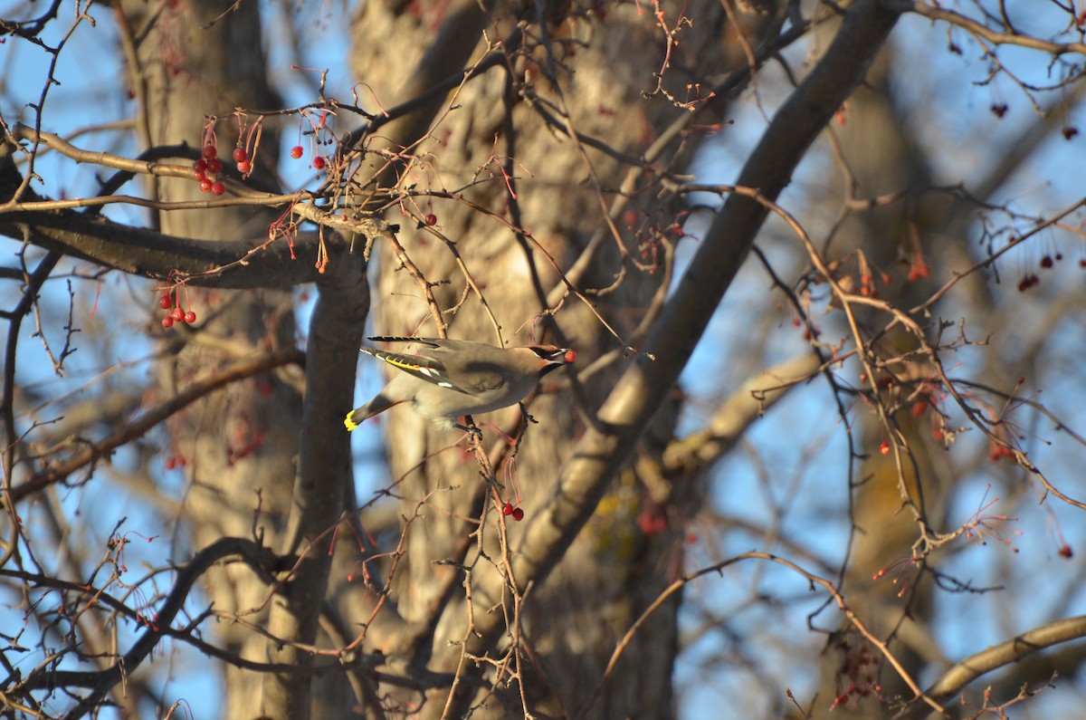 Bohemian Waxwing - ML147263521