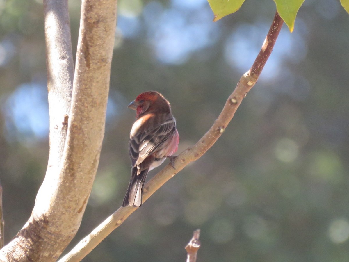 House Finch - ML147264311