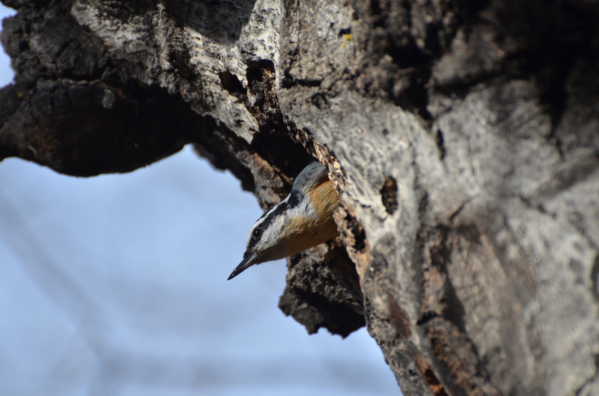 Red-breasted Nuthatch - Scott Olshanoski