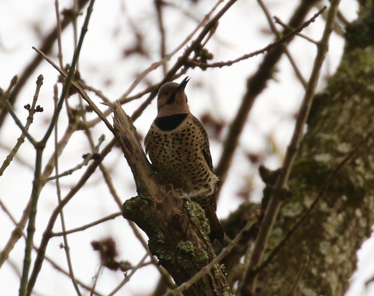 Northern Flicker - ML147265991