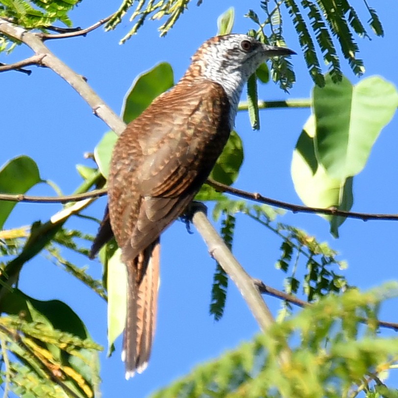 Banded Bay Cuckoo - ML147267181