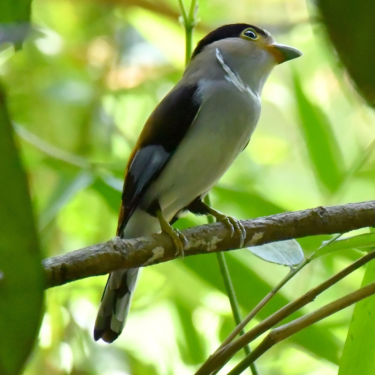 Silver-breasted Broadbill - Jacek Betleja