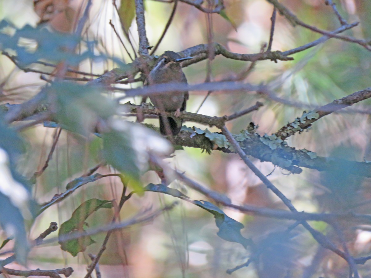 Amethyst-throated Mountain-gem - ML147268551