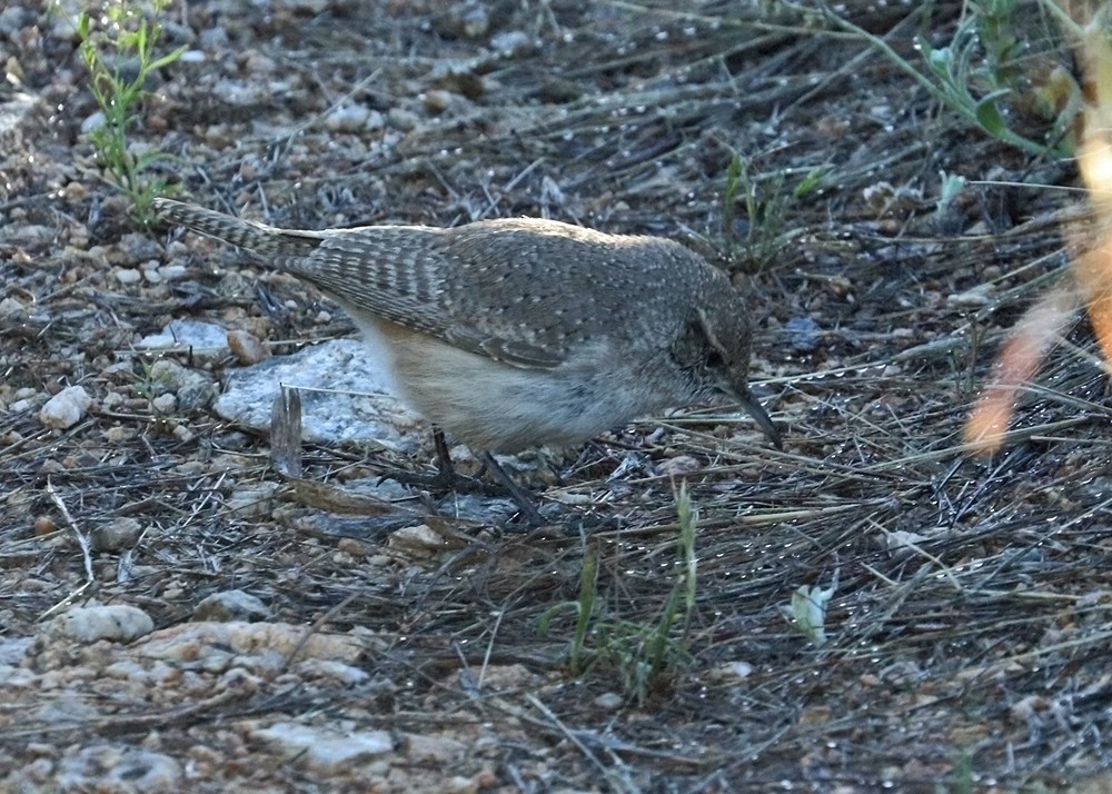 Rock Wren - Gary Tyson