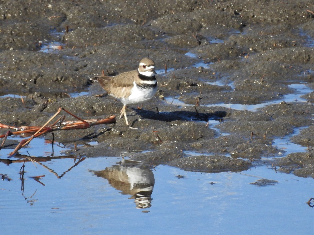 Killdeer - ML147269291