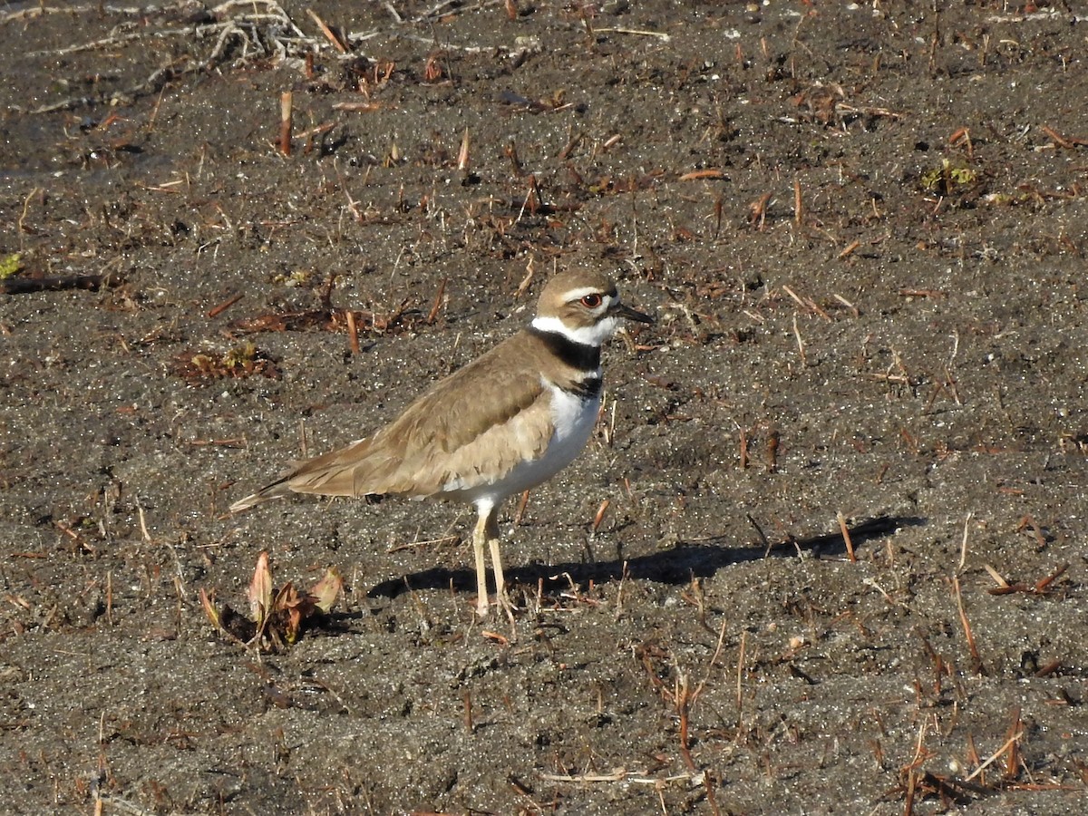 Killdeer - ML147269301