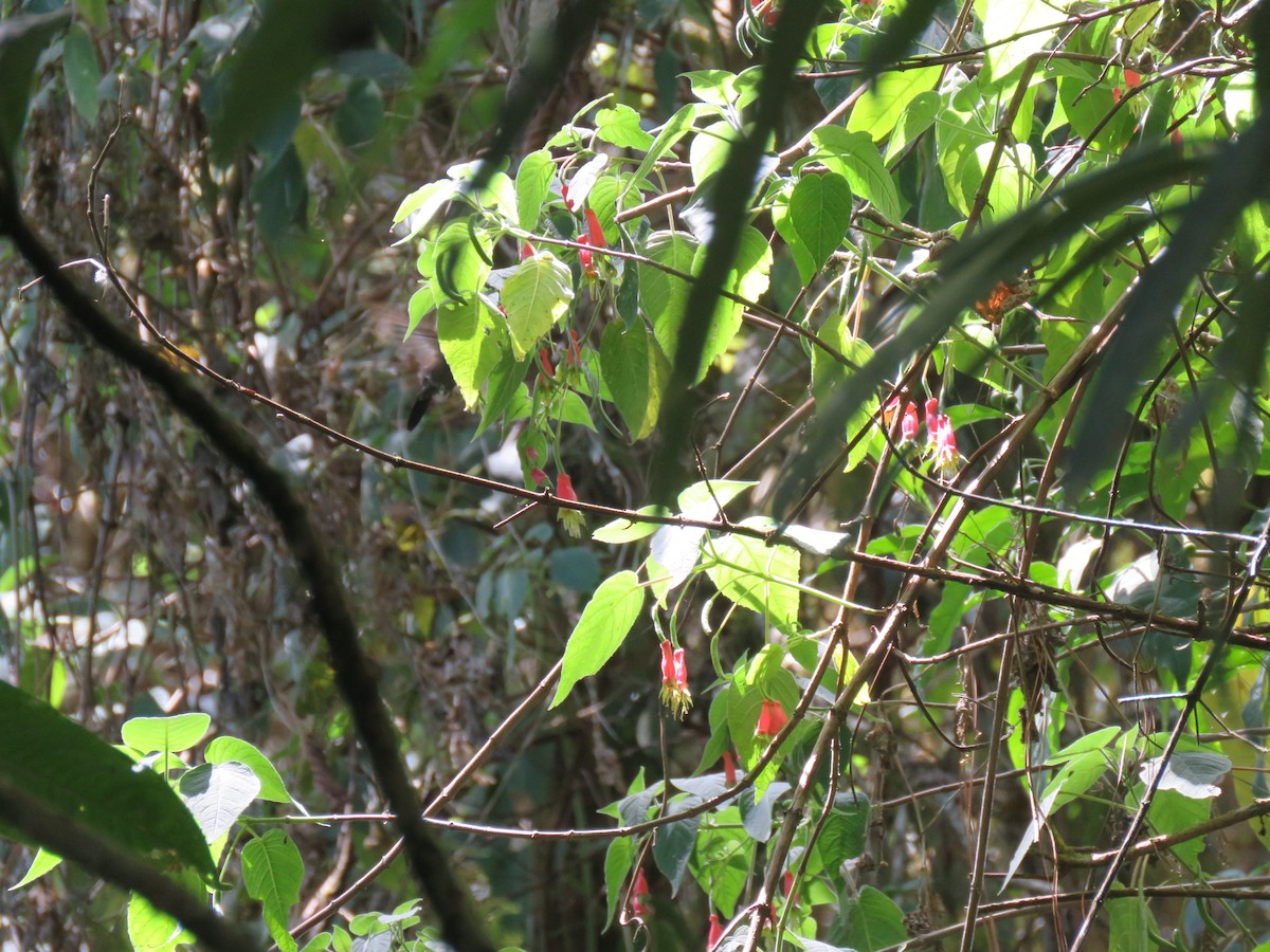 Garnet-throated Hummingbird - ML147271211