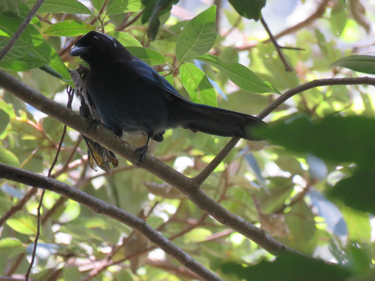 Azure-hooded Jay - ML147271291