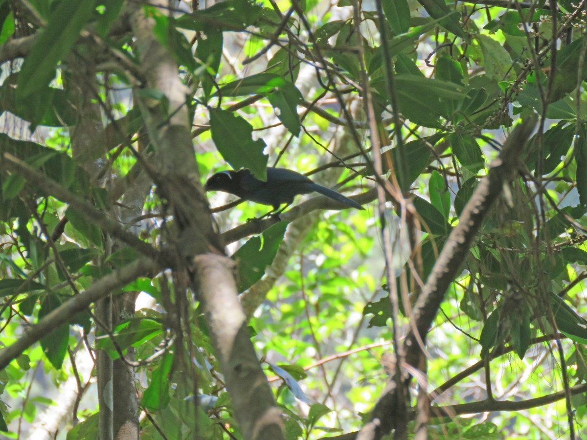 Azure-hooded Jay - ML147271421