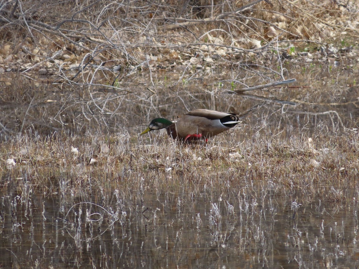 Mallard - carolyn spidle