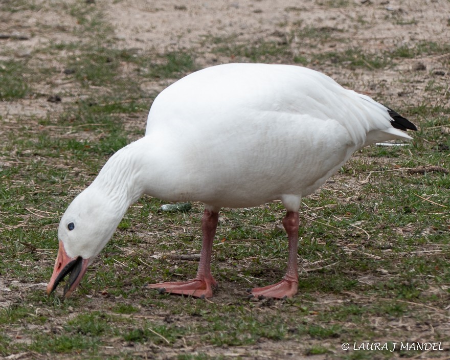 Snow Goose - ML147271991