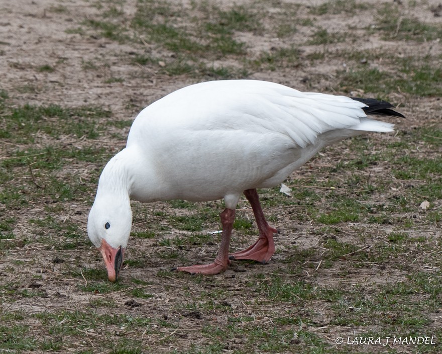 Snow Goose - ML147272001