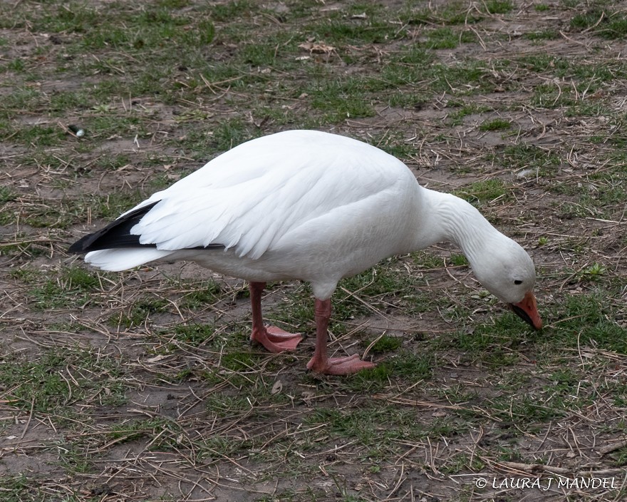 Snow Goose - ML147272011