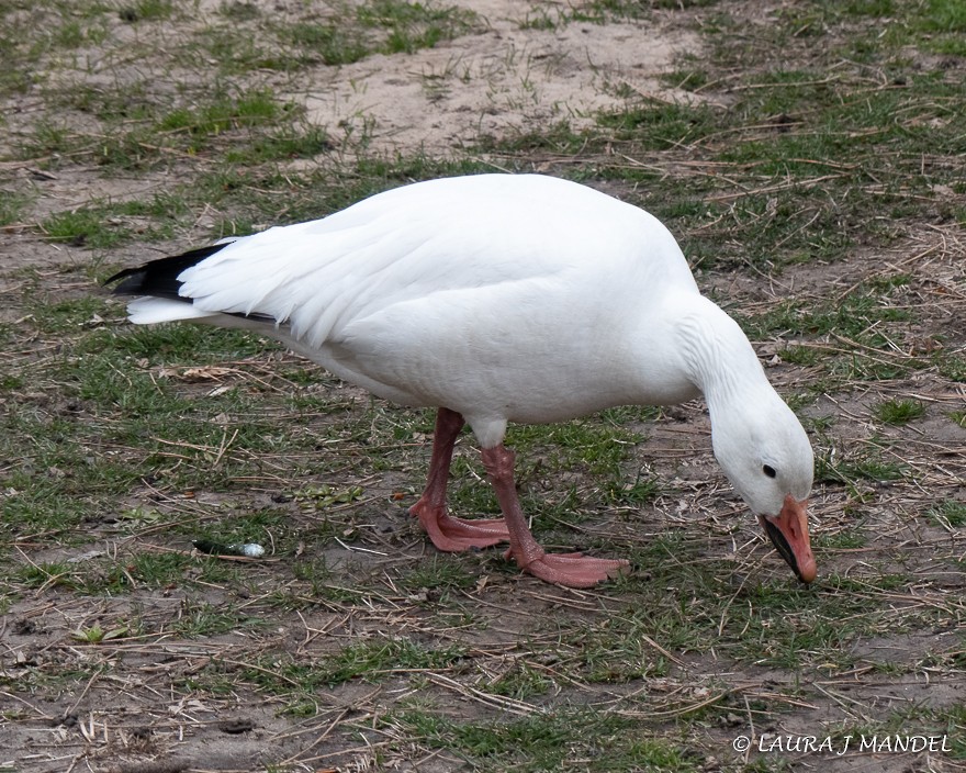 Snow Goose - ML147272021