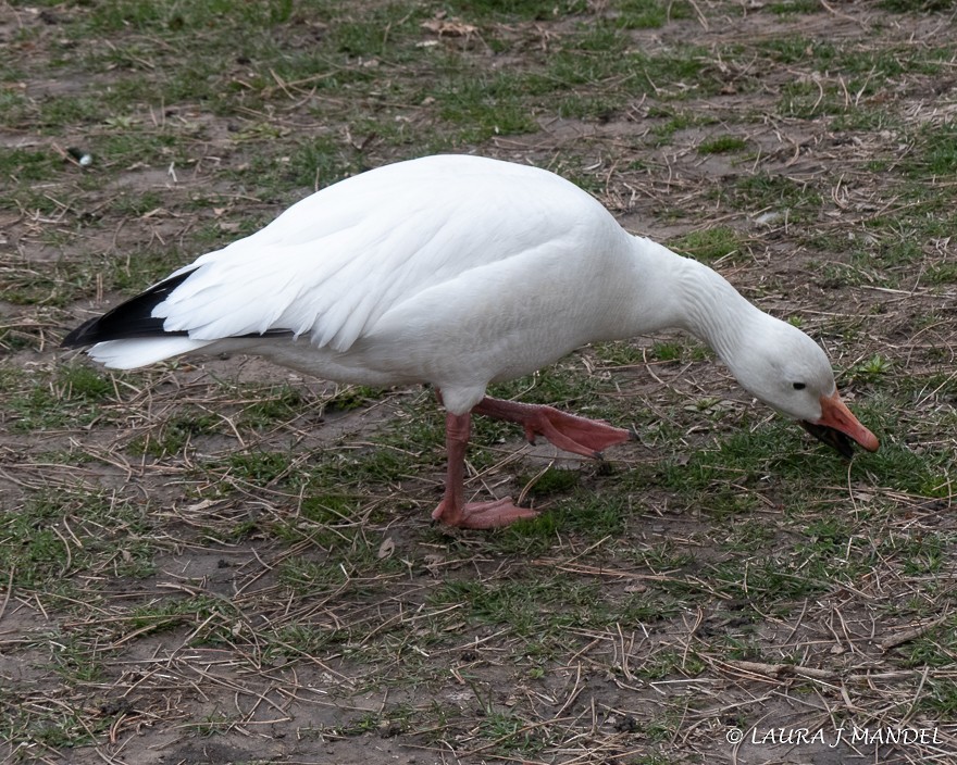 Snow Goose - ML147272031