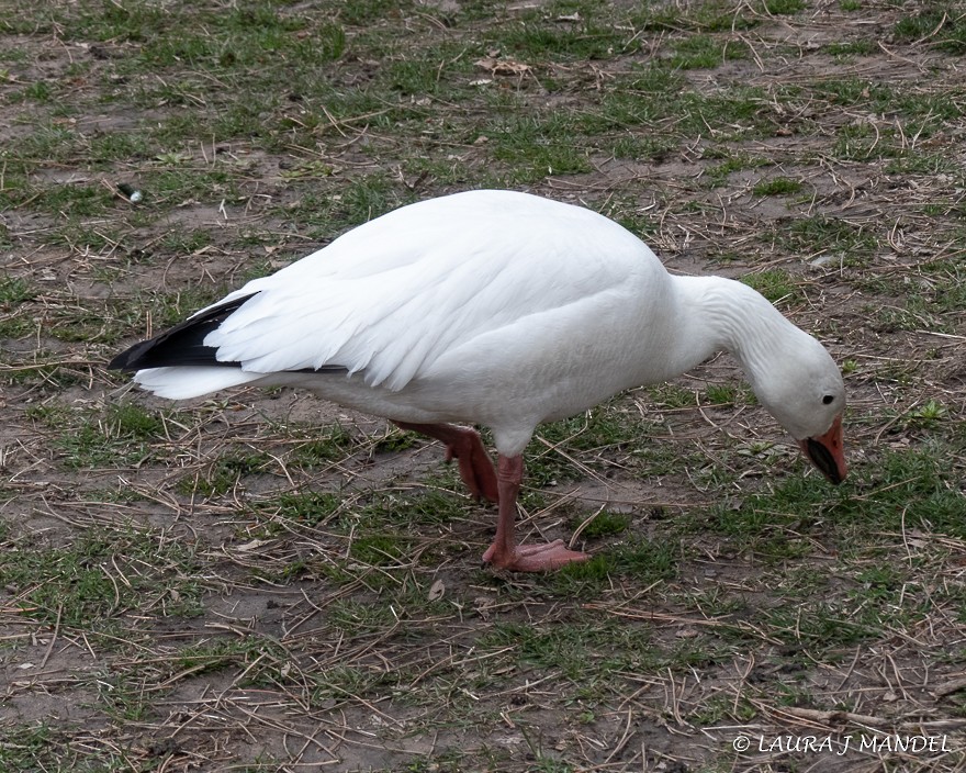 Snow Goose - ML147272041