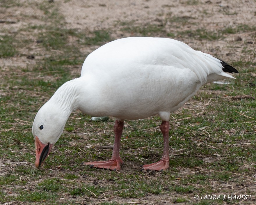 Snow Goose - ML147272061