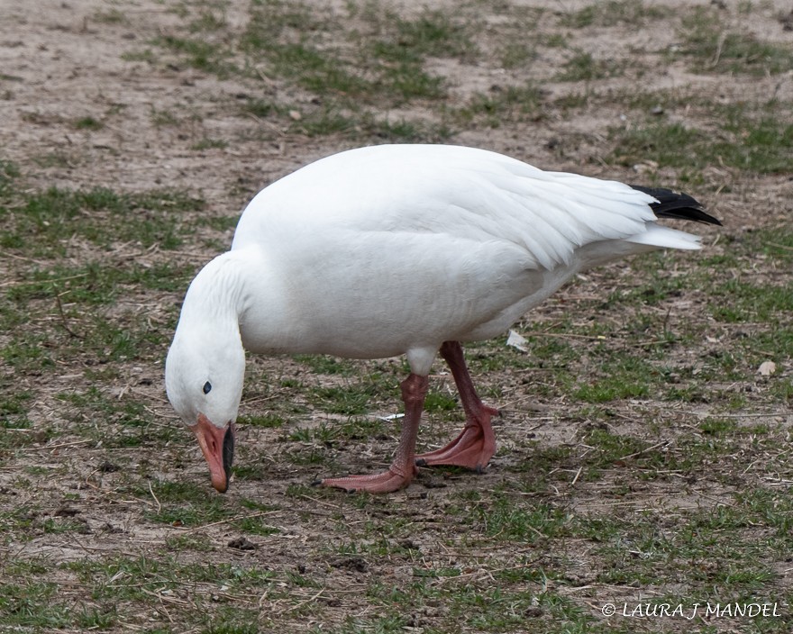 Snow Goose - ML147272071