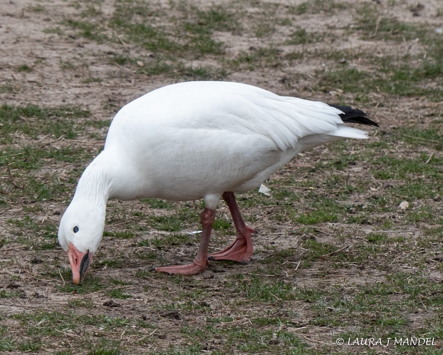 Snow Goose - ML147272091