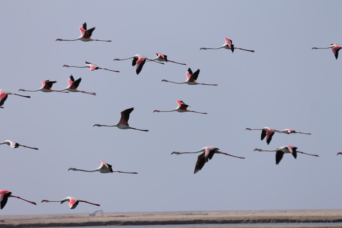 Greater Flamingo - Manu Álvarez