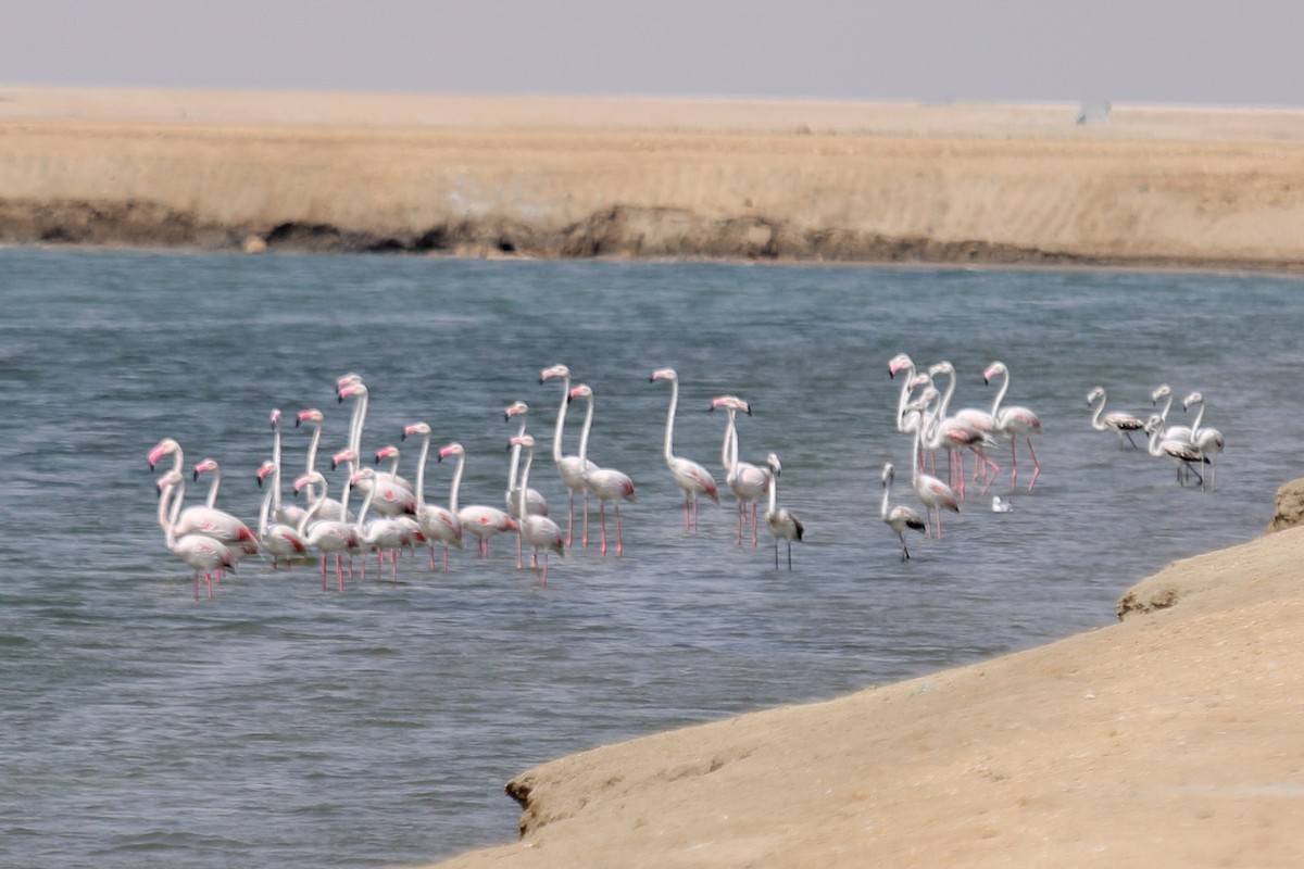 Greater Flamingo - Manu Álvarez