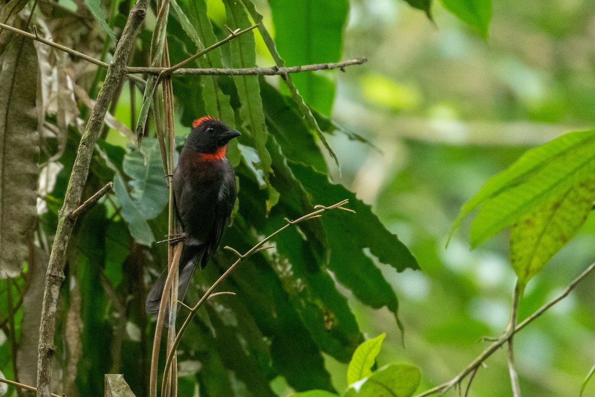 Sooty Ant-Tanager - Louis Bevier