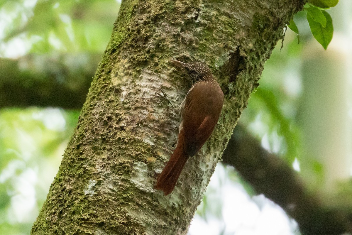 Streak-headed Woodcreeper - ML147279141