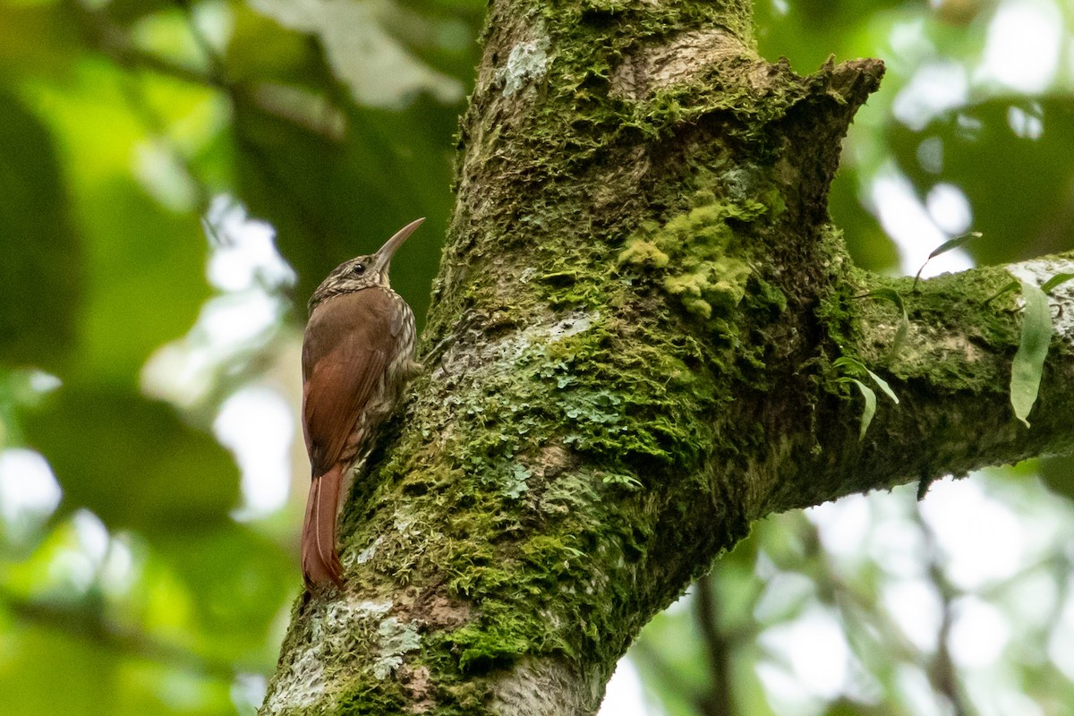 Streak-headed Woodcreeper - ML147279151