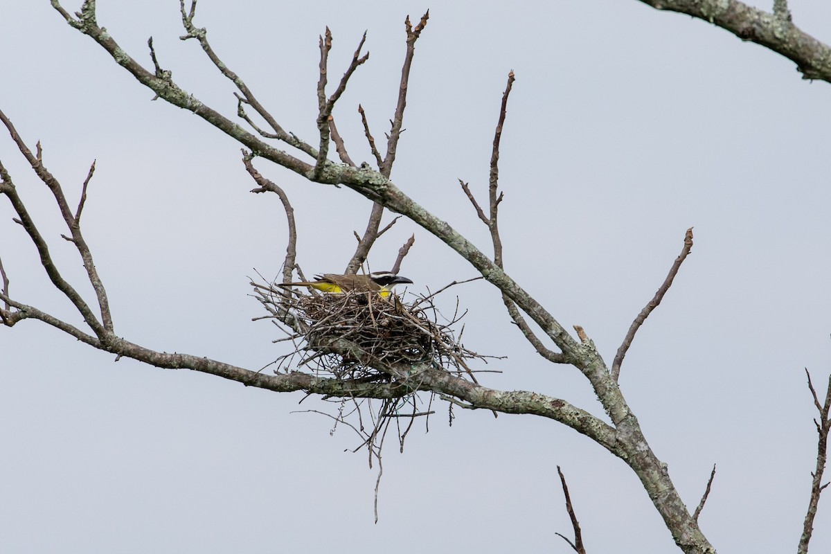 Boat-billed Flycatcher - ML147279241