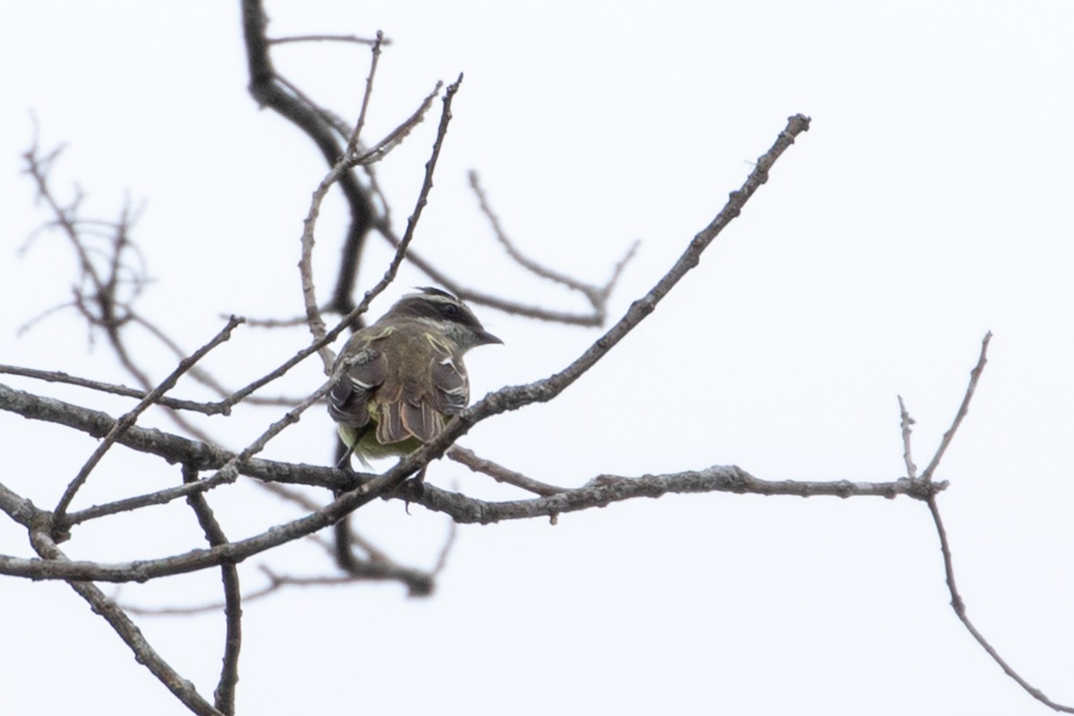 Piratic Flycatcher - ML147279281