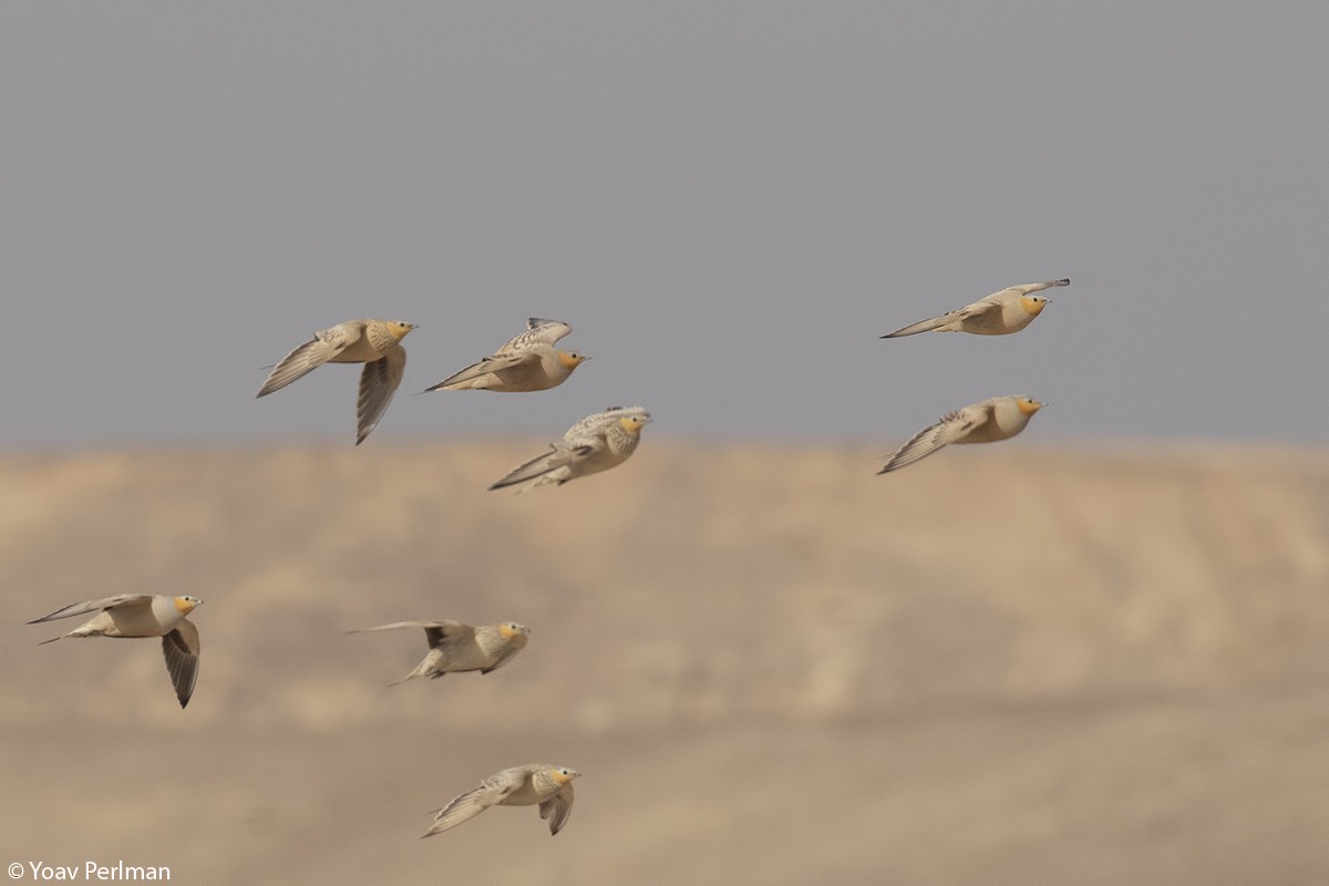 Spotted Sandgrouse - ML147279581