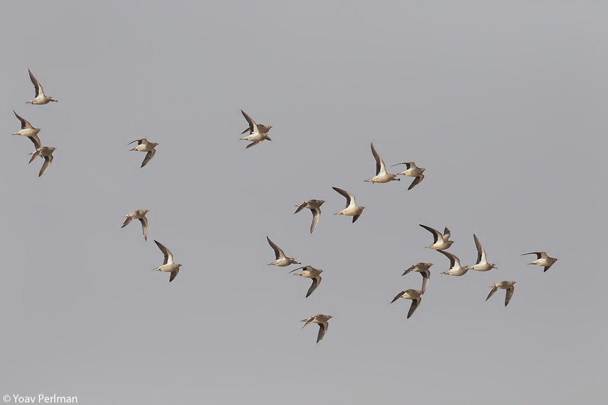 Crowned Sandgrouse - ML147279601