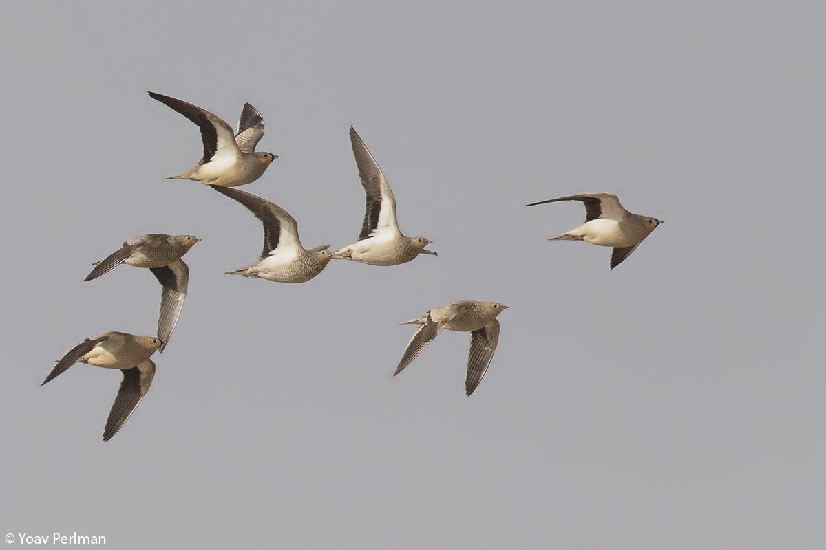 Crowned Sandgrouse - ML147279611