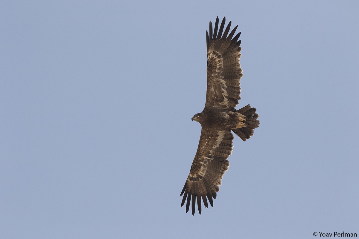 Steppe Eagle - Yoav Perlman