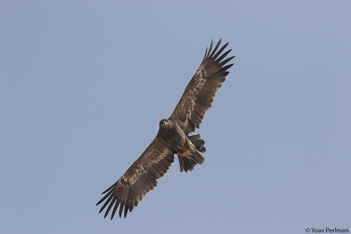 Steppe Eagle - ML147279671