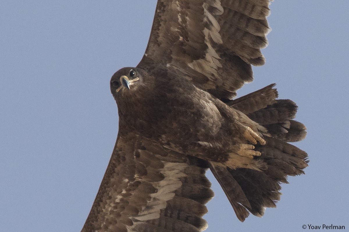 Águila Esteparia - ML147279701