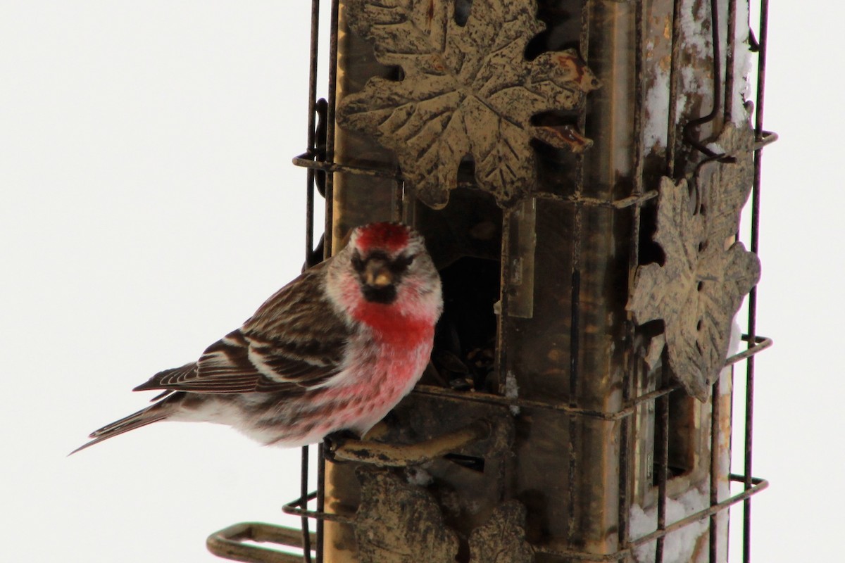 Common Redpoll - John Roosenberg